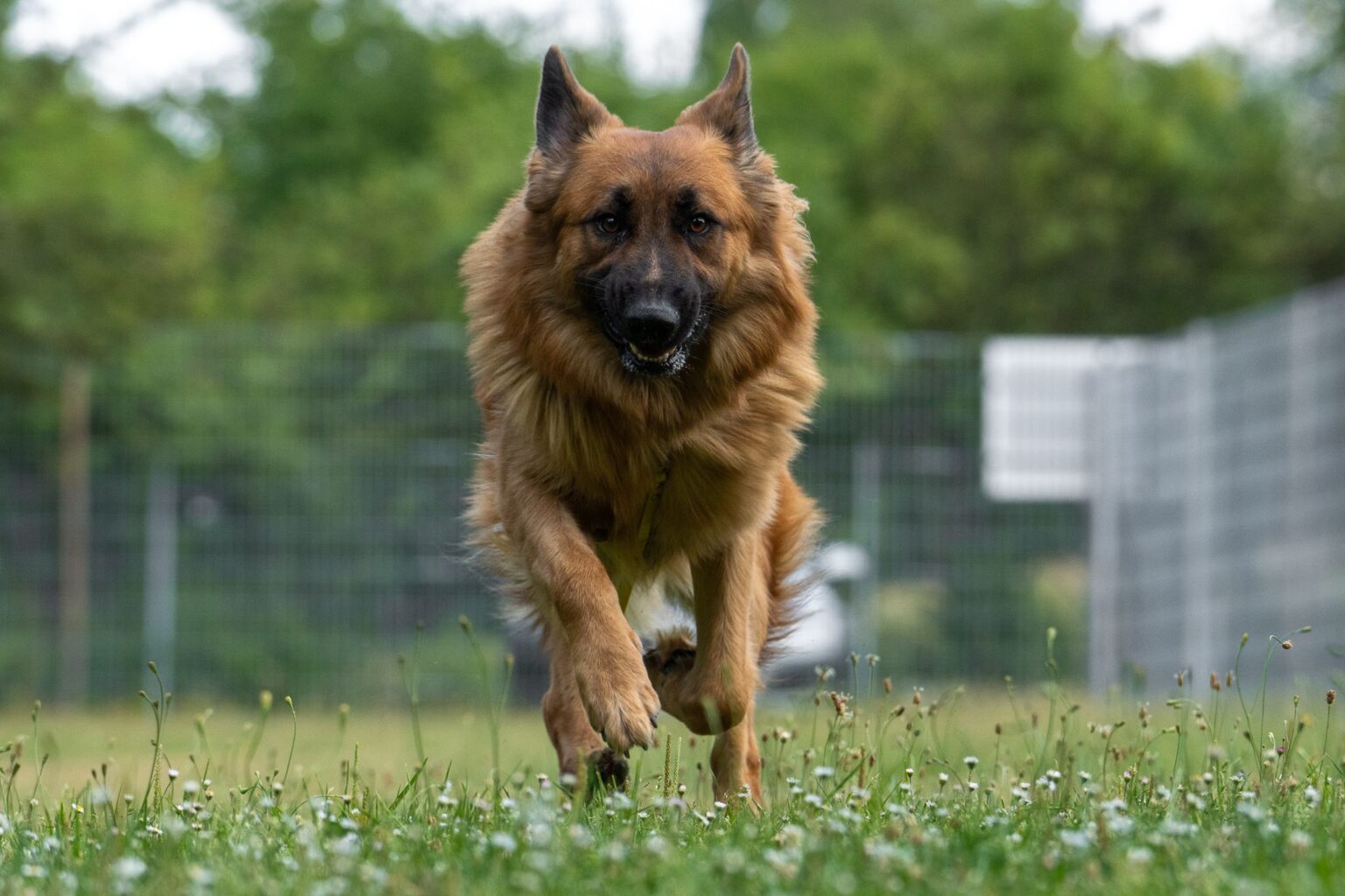 Hund